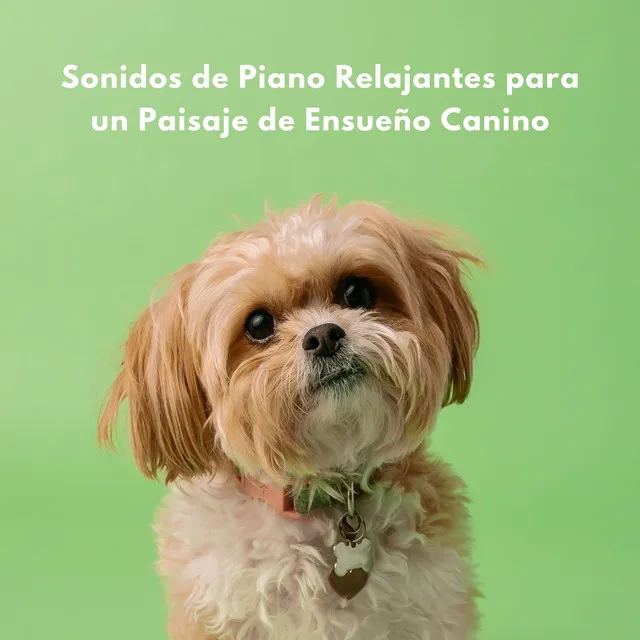 Sonidos De Piano Relajantes Para Un Paisaje De Ensueño Canino