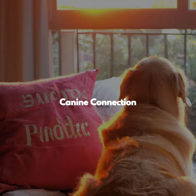 Canine Connection