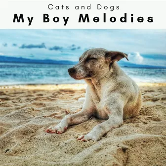 4 D: My Boy Melodies by Cats & Dogs