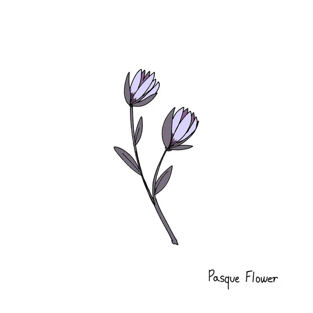 Pasque Flower