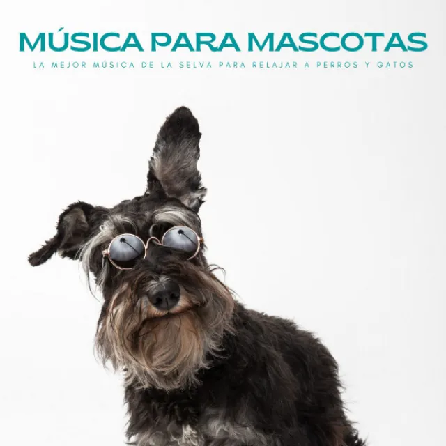 Música Para Mascotas: La Mejor Música De La Selva Para Relajar A Perros Y Gatos