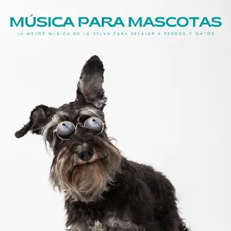 Música Para Mascotas: La Mejor Música De La Selva Para Relajar A Perros Y Gatos by Ansiedad De Los Perros