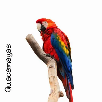 Guacamayas by Sabanero