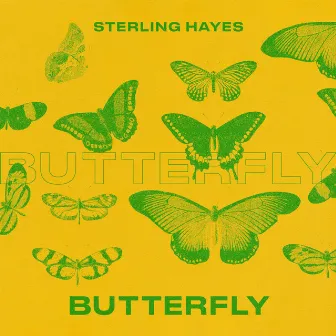 Butterfly by Sterling Hayes