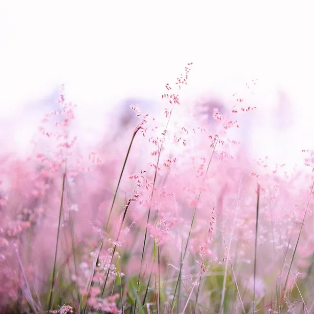 Flowers in The Spring