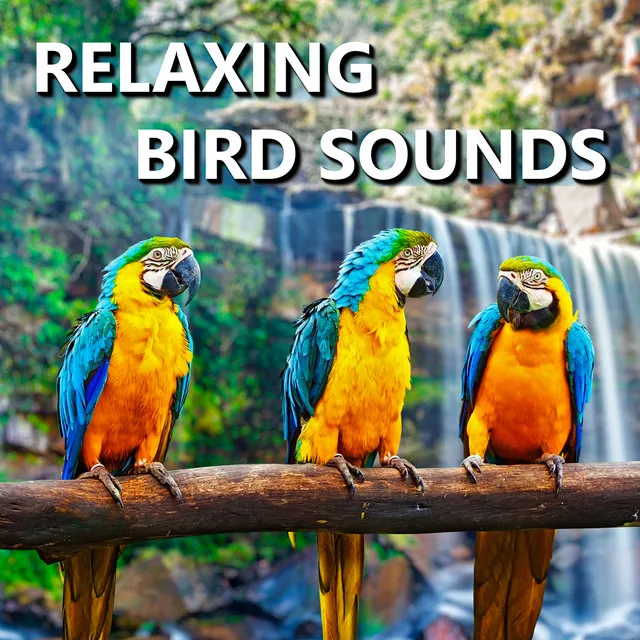 Relaxing Bird Sounds