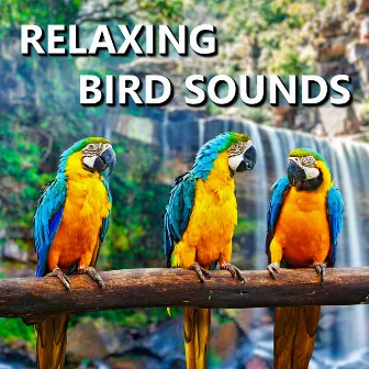 Relaxing Bird Sounds by Relaxing Bird Sounds