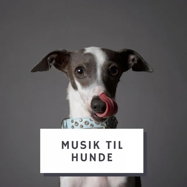 Afslappende musik til hunde