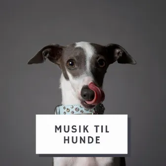 Musik Til Hunde by Musik Til Hunde