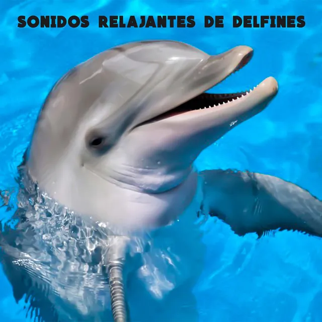 Sonidos Relajantes De Delfines, Pt. 1