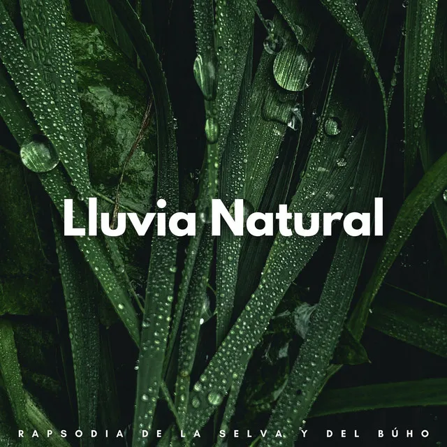 Lluvia Natural: Rapsodia De La Selva Y Del Búho