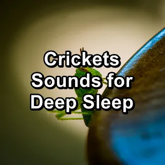 Crickets Sounds for Deep Sleep by Crickets