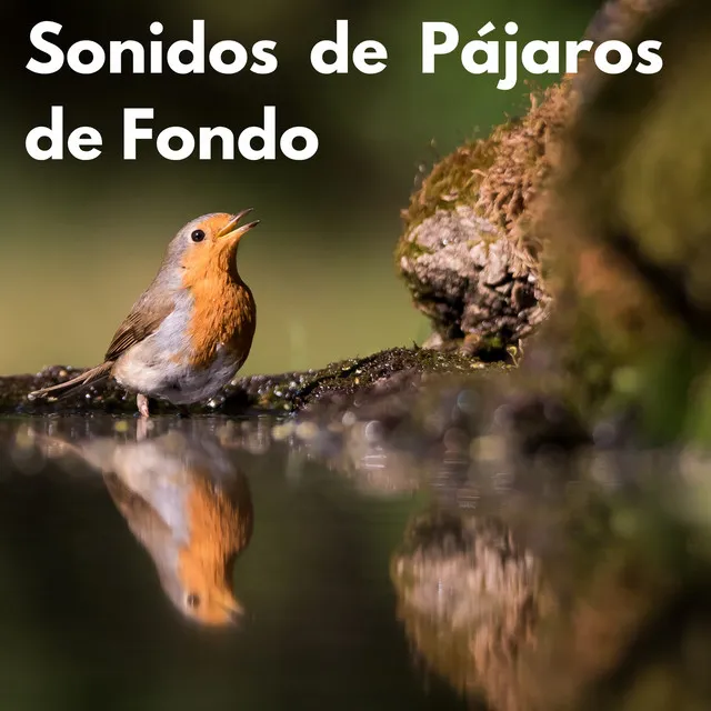 Sonidos de Pajaros en el Bosque, Pt. 03