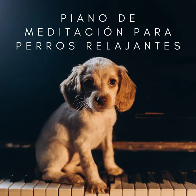 Armonía De Ladridos: Piano De Meditación Para Perros Relajantes