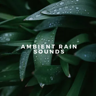 Ambient Rain Sounds by Rain WRLD