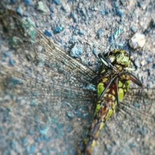 dragonfly.