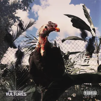 Vultures by Keelo D'Ville