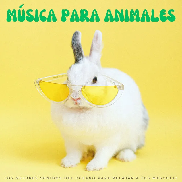 Música Para Animales: Los Mejores Sonidos Del Océano Para Relajar A Tus Mascotas