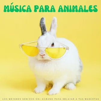 Música Para Animales: Los Mejores Sonidos Del Océano Para Relajar A Tus Mascotas by Relaja a mi gato