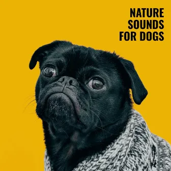 Nature Sounds for Dogs – Forest Noise with Cicadas and Chirping Birds for Relaxation when Home Alone, Instrumental Music, Calm Puppy by Tranquility and Relaxation for Dogs