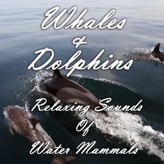 Whales and Dolphins: Relaxing Sounds of Water Mammals by Marcelo A. Rodríguez