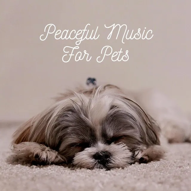 Peaceful Music For Pets