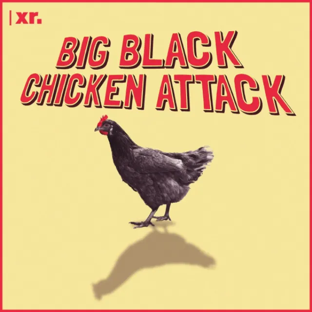 Big Black Chicken Attack