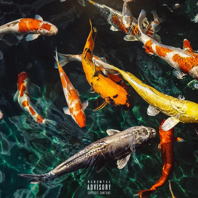 MORE LIFE (Koi)