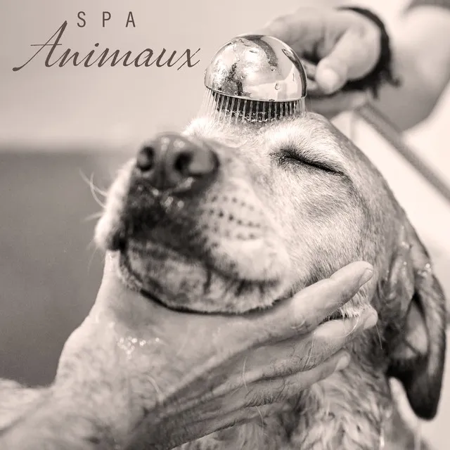 Spa Animaux: Les Meilleures Chansons de Relaxation pour Votre Animal de Compagnie