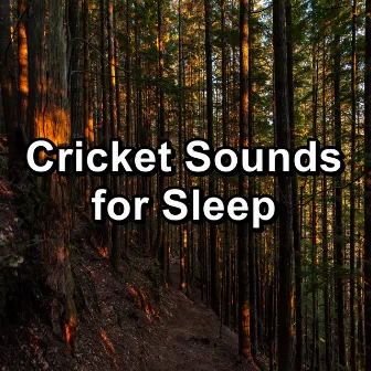 Cricket Sounds for Sleep by Crickets