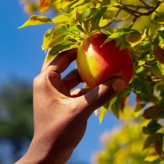 Passion Fruit (Basket 2) by KP tha Pro