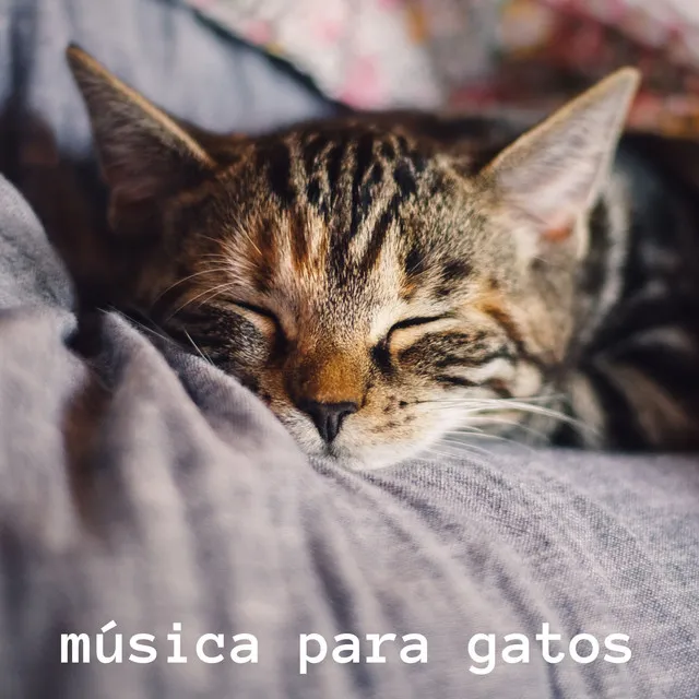 Música Para Gatos