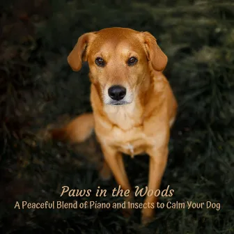 Paws in the Woods: A Peaceful Blend of Piano and Insects to Calm Your Dog by Dog Jazz Songs