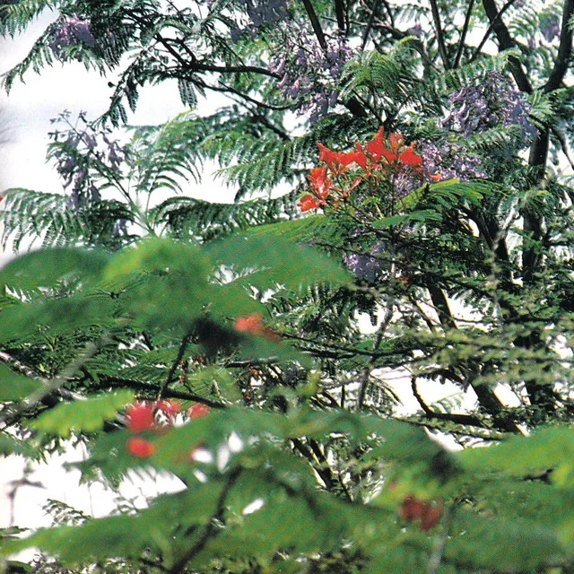 Ikebana