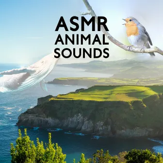 Asmr Animal Sounds – 1 Hour Of Deep Relaxation: Sperm Whale, Bird & Forest Sounds by New Age Naturist