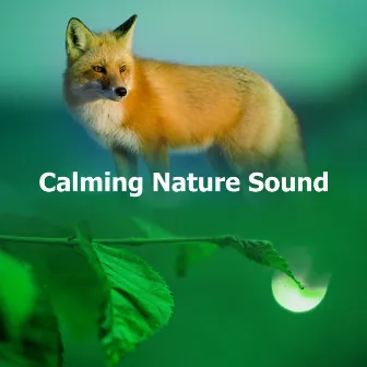 Calming Nature Sound by Ruido y Naturaleza