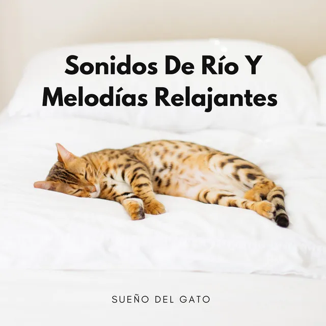 Aguas De Gato Tranquilas