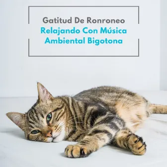 Gatitud De Ronroneo: Relajando Con Música Ambiental Bigotona by Gato dormido