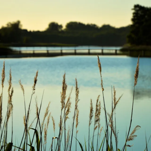 Rivers and Streams: Calming Lake Sounds