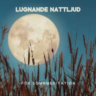 Lugnande nattljud för sömnmeditation: Avkopplande omgivande musik med syrsor, Vind och vattenljud by Lugnt Naturparadis