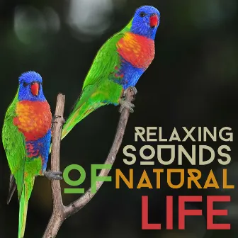 Relaxing Sounds of Natural Life by Bird Sounds