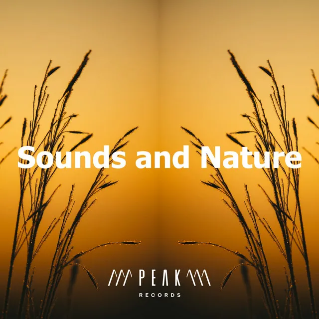 Sounds and Nature