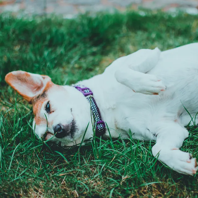 Melodic Canine Bliss Retreat