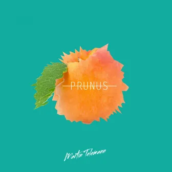 Prunus by MARTIN TELEMANN