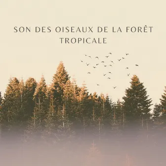 Son Des Oiseaux De La Forêt Tropicale by Birdieu