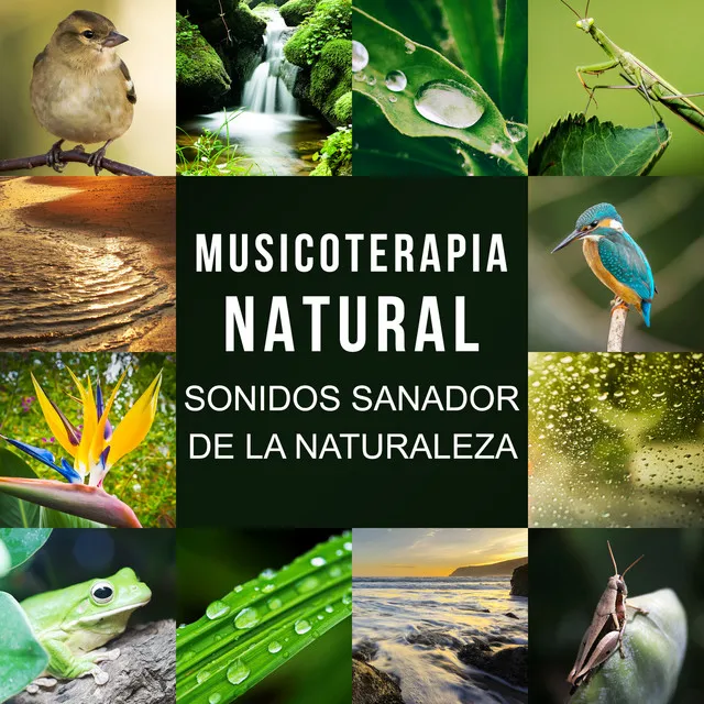 Academia de Música con Sonidos de la Naturaleza