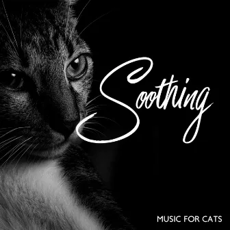 Soothing Music For Cats by Brian Dern