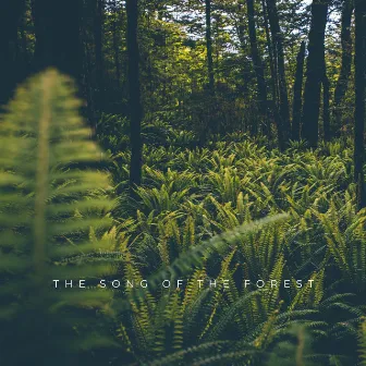 The Song Of The Forest by Unknown Artist