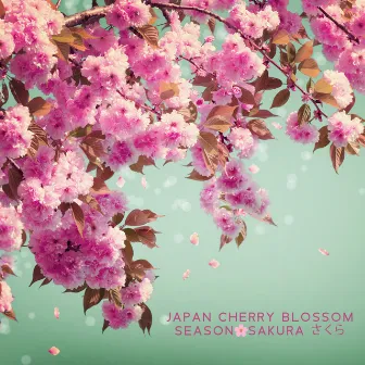 Japan Cherry Blossom Season 🌸Sakura さくら by Four Season Meditation