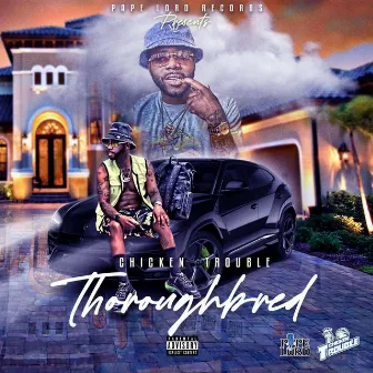 Thoroughbred by chicken Trouble